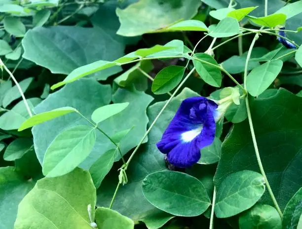 Aparajita Plant Care: How to Grow, Why It Matters & Tips for Blooming Success